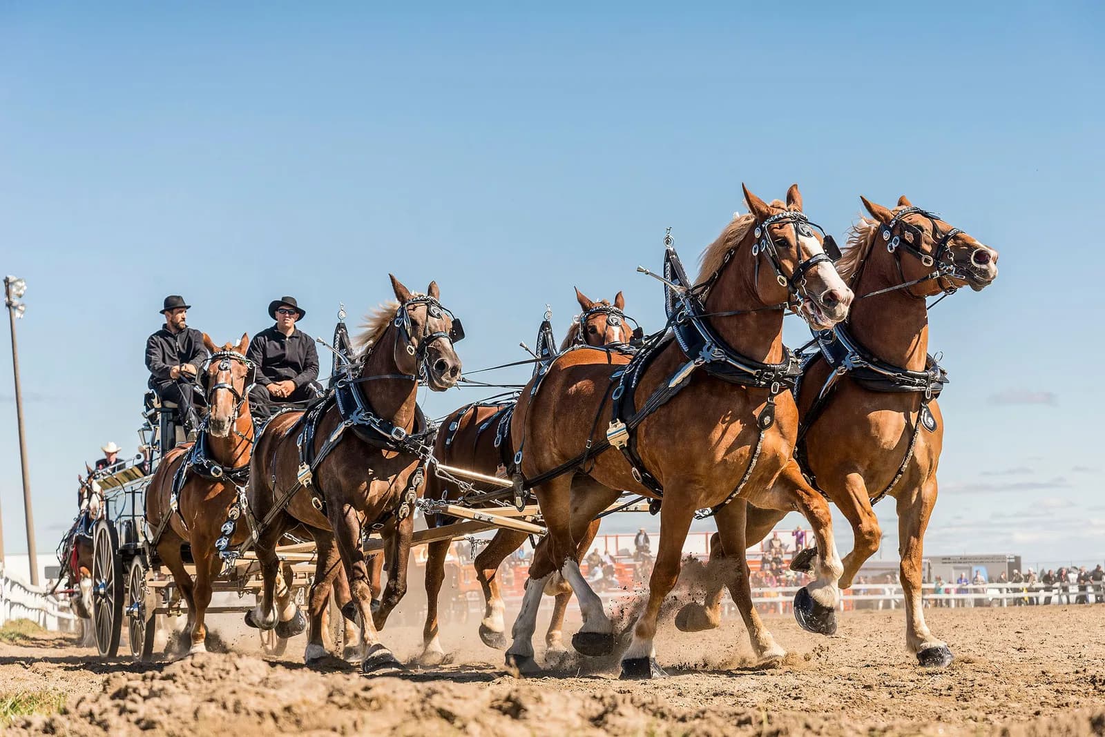 World Percheron Congress